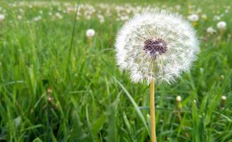Closeup of dandelion on natural background, artistic nature closeup. photo