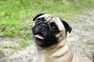 Portrait of a pug sitting on the ground in a summer park. photo