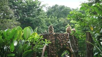 Java monkey group play on the tree at Surabaya zoo video