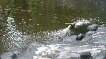 Fish pond in the he public park. Pond water flow system video