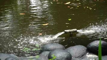 pescado estanque en el él público parque. estanque agua fluir sistema video