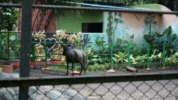 Blue wildebeest or common wildebeest, white-bearded wildebeest or brindled gnu Connochaetes taurinus at Surabaya zoo video