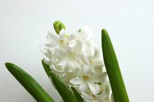 White oriental hyacinth flowers in early spring. photo