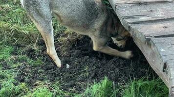 cachorro é ativamente escavação orifício dentro terra com dele patas. video