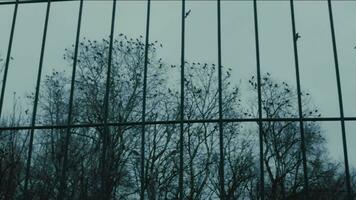 Flock of black crows on treetops in autumn evening. View through bars. video