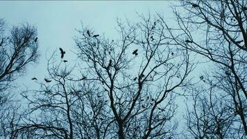 flock av svart gal Sammanträde på träd grenar med fallen löv under skymning. video