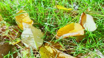 Fallen leaves lying on green grass with droplets of water accumulated on them. video