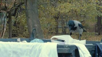 grigio corvo fruga attraverso spazzatura contenitore nel ricerca di cibo. video
