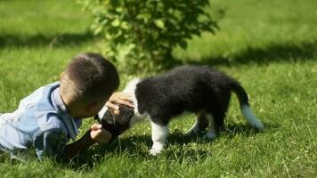 Little attractive boy plays with a small dog in the park on the grass having a good mood during the day in sunny weather. slow motion. HD. Close-up video