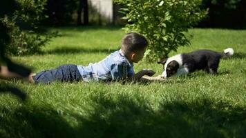 Little attractive boy plays with a small dog in the park on the grass having a good mood during the day in sunny weather.slow motion. video