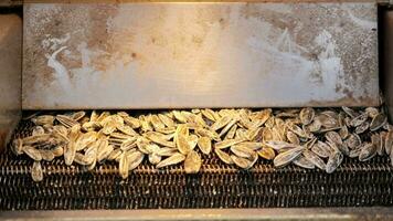 processing sunflower seeds in a machine video