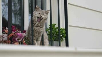 gatto si siede e sembra su il finestra. animale domestico è in attesa per il proprietario video