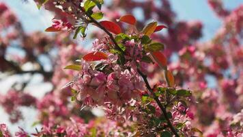 Cereza florecer debajo azul cielo a el primavera en soleado día. video