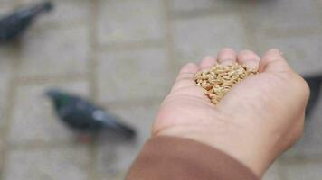 mujer mano alimentación Paloma aves en piso . video