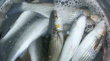 pris des poissons et pêche équipements istanbul. video