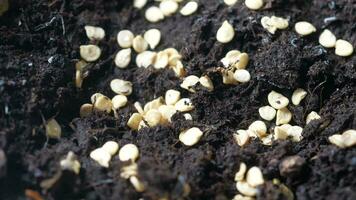 en mettant petit la graine de chaud poivre dans une pot avec sol video