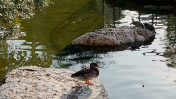 un Pareja de agua tortugas disfrutar en un rock en el estanque de el parque a atardecer, varios patos son nadando en el piscina, un pintoresco reflexión en el agua video