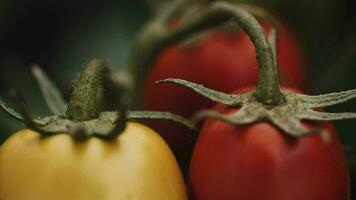 Tomatoes growing on stem close-up video