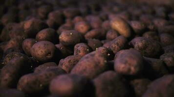 Potatoes in stock close-up. Vegetable store. video