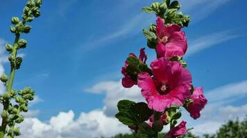Pink red mallow flowers against a blue sky on a sunny summer day. video