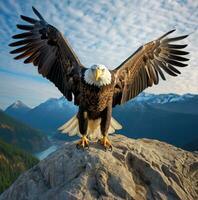 AI generated American bald eagle in the nature background photo