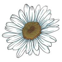 Chamomile flower, chrysanthemum and daisy. sketch for your design. Vector illustration