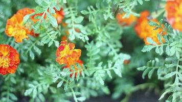 veel bladeren van de ster boom beefde in de wind. goudsbloem bloemen gemengd met oranje en geel vervagen onder de bladeren. video