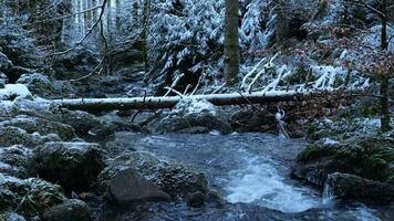 invierno paisaje, río fluido en Nevado oscuro bosque video