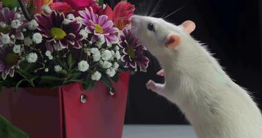 Close-up of white rat sniffs beautiful flowers. Ultra 4K video