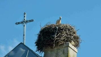 een wit ooievaar in een nest Aan de dak van een Katholiek kathedraal in de buurt een kruis tegen een blauw lucht. de ooievaar nest is gemaakt van takken en polyethyleen, een milieu probleem. video