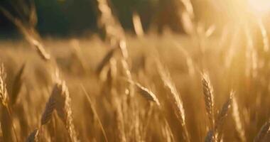 AI generated Beautiful wheat field landscape with sunlight, AI Generative video