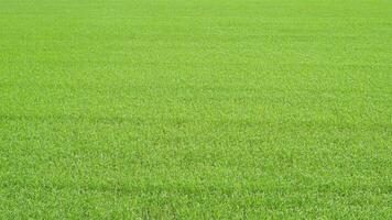 green rice field in thailand photo