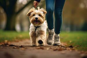 AI generated The photoshoot of a happy dog runs with its owner in the park, AI Generative photo