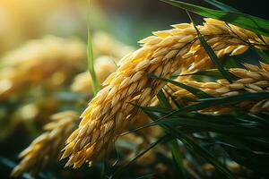 ai generado oído de arroz, arroz campo, de cerca de amarillo arrozal arroz campo con verde hoja y luz de sol en el Mañana tiempo. foto