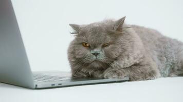 A Scottish fold lovely cat using laptop computer in studio video