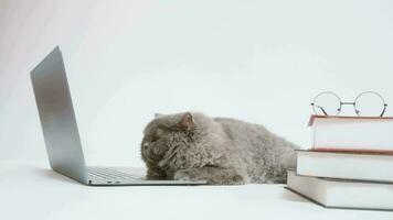 eine scottish fold schöne katze mit laptop-computer im studio video