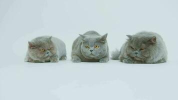 Portrait of A Scottish fold lovely cats on white studio background video