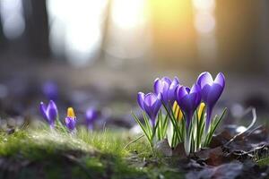 AI generated Spring purple crocus flower. AI Generated photo