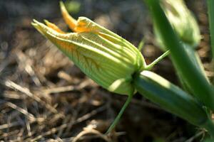 Zucchini and its flower in early summer in an ecological garden, cucurbita pepo photo