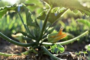 calabacín y sus flor en temprano verano en un ecológico jardín, cucurbita pepo foto