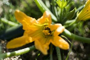 Zucchini and its flower in early summer in an ecological garden, cucurbita pepo photo