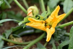 Zucchini and its flower in early summer in an ecological garden, cucurbita pepo photo