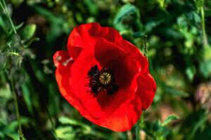 Poppy head at springtime in a garden, papaver rhoeas, ranunculales photo