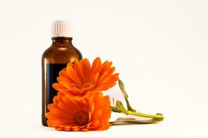 Calendula officinalis flowers and oil bottle on white background, asteraceae, calenduleae photo