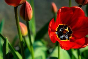 rojo tulipanes en el suelo en un jardín a primavera foto