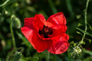 Poppy head at springtime in a garden, papaver rhoeas, ranunculales photo