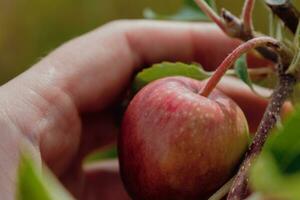 Little apples growing on apple tree in an orchard, healthy and natural food, pomum photo