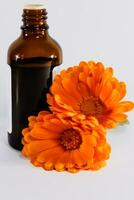 Calendula officinalis flowers and oil bottle on white background, asteraceae, calenduleae photo