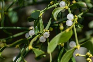 Branch of mistletoe with white berries, viscum album photo