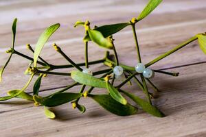 Branch of mistletoe with white berries, viscum album photo